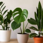 Plantas que gostam de sombra: ideias para jardins internos