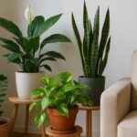 Como cuidar de plantas em apartamento com pouca luz