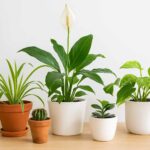 Plantas perfeitas para quem está começando na jardinagem