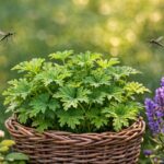 Plantas que espantam mosquitos naturalmente