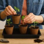 Como fazer mudas em casa de forma simples